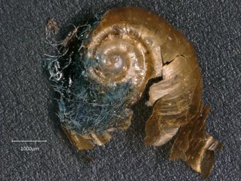 Media type: image; Malacology 98972
